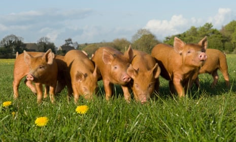 Piglets in field