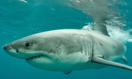 Adult great white shark near Stewart Island, New Zealand.