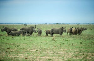 De-horned rhinos roam on the field at John Hume’s Rhino Ranch in Klerksdorp, South Africa