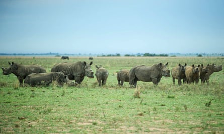De-horned rhinos roam on the field at John Hume’s Rhino Ranch in Klerksdorp, in the North Western Province of South Africa, on February 3, 2016.