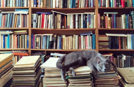 A cat resting on books in a library