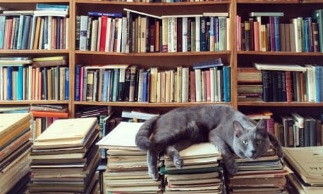Cat resting on books in library
