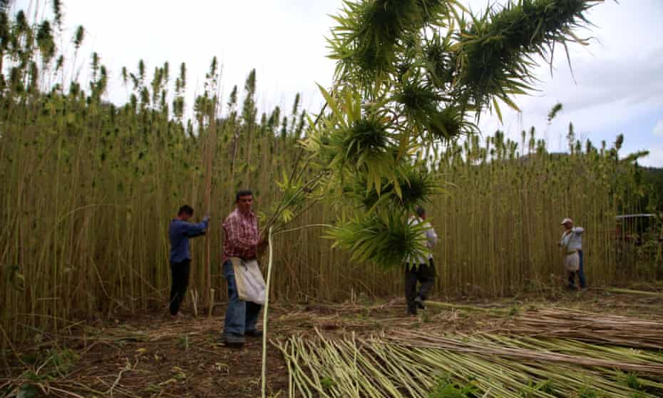 Farmers collect hemp in Kastamonu, Turkey.