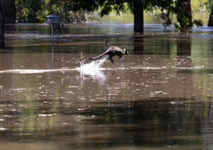 A wallaby runs in floodwaters from the swollen Lachlan River as it began to inundate low-lying areas of south Forbes, 17 November 2021.