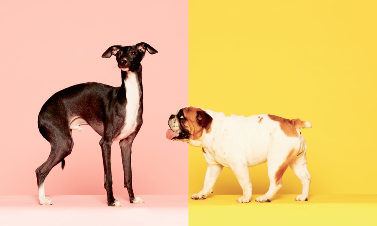 Prescription Pets I Got A Doctor S Note To Fly With My Dog Animals The Guardian