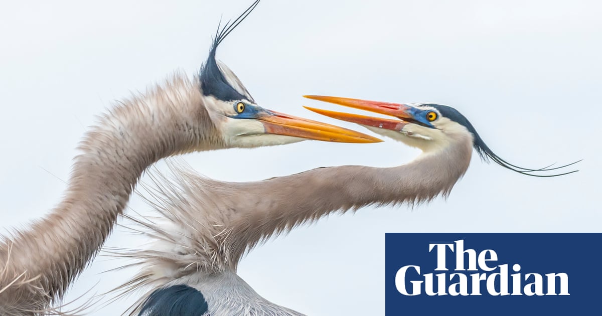 2019 Audubon Photography Awards Winners In Pictures