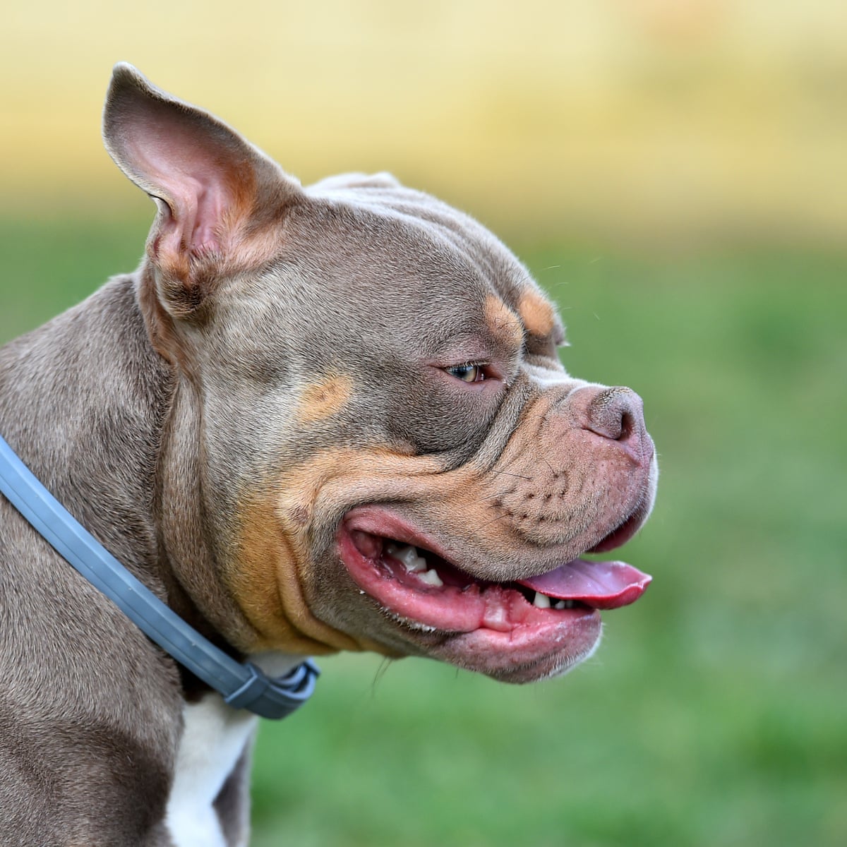 This is how Bully would look in HD