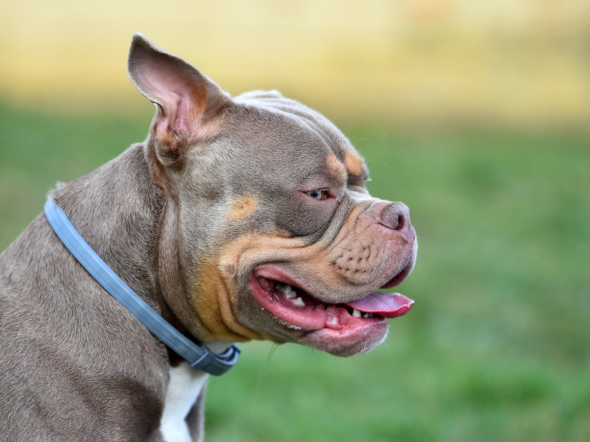 The families defending XL bully dogs: 'They're big friendly giants