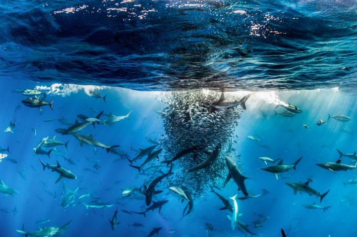 9. Revillagigedo Summary: Aquatic Life Finalist The nutrient- and plankton-rich waters of the Revillagigedo archipelago in Mexico create an extremely healthy ecosystem. Here, over 1,000 top predators gather to eat, including a variety of sharks and yellowfin tuna. Photo: Ralph Pace
