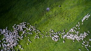 A flock of sheep in Romania was placed 2nd in nature and wildlife