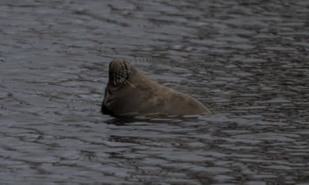 Anglers despair as trapped seal eats Essex lake's stocks like it's 'in  Waitrose' | Marine life | The Guardian