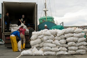 Fishermen landing sacks of freshly caught Cardigan Bay scallops on the quayside at Aberystwyth harbour.
