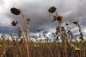 Sunflowers in southern Malawi during the drought and food crisis of 2016