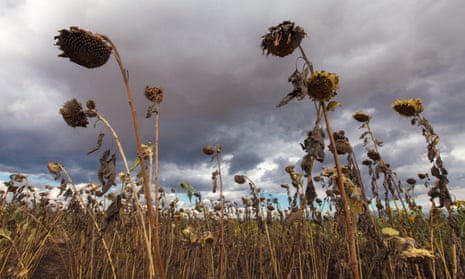Field of dying sunflowers beneath storm clouds in southern Malawi,