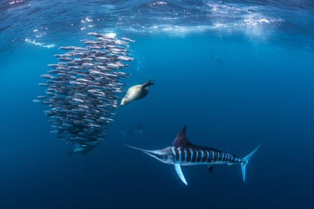 Striped marlin hunting mackerel and sardines, joined by a sea lion.