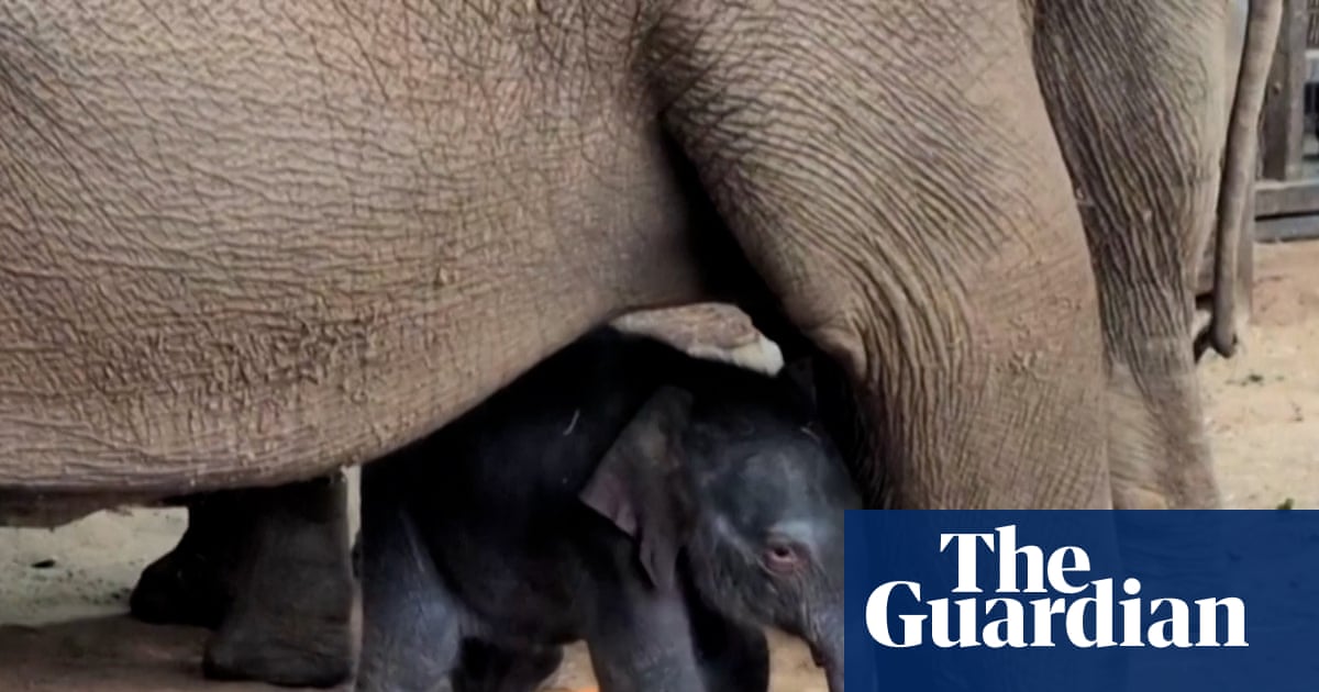'Such a blessing': Whipsnade welcomes endangered baby Asian elephant – video