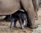 'Such a blessing': Whipsnade welcomes endangered baby Asian elephant – video