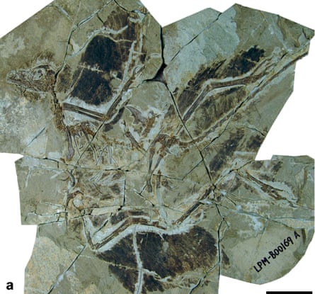 A specimen of the non-avian dinosaur Anchiornis with the feathers preserved as black stains on the rock