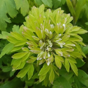 The green flower of Anemone nemorosa 'Virescens'.