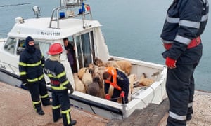 Only 33 sheep of a cargo of 14,600 were rescued when the Queen Hind ship overturned in the port of Midia in November 2019.