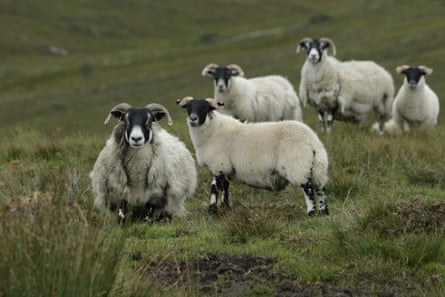Thick-fleeced sheep stare at the camera.