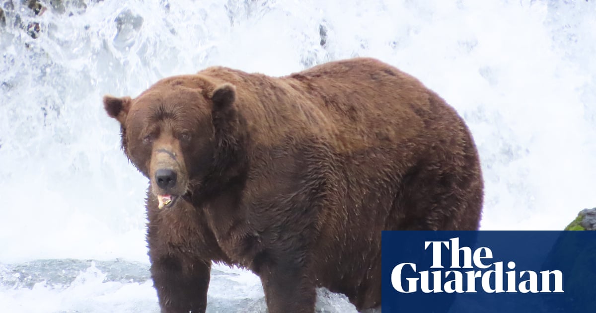 Fat Bear Week has returned – and the salmon are swimming for their lives