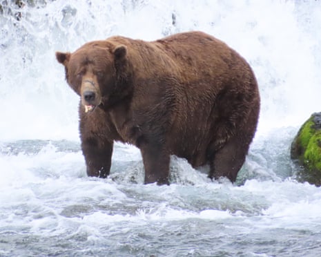 a fat bear