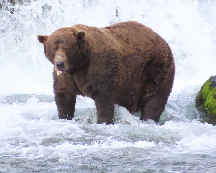Fat Bear Week: A Celebration of Nature and Survival Amid Salmon Struggles