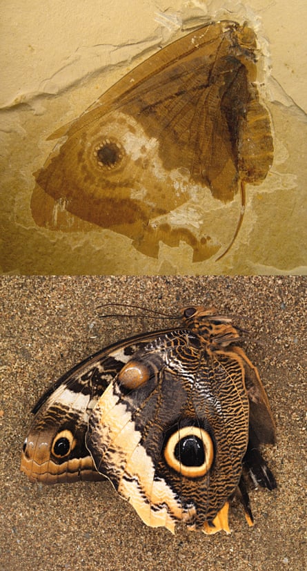 Which came first: the butterfly or the flower? | Evolution | The Guardian Which came first: the butterfly or the flower? | Evolution | The Guardian