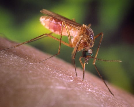 close-up of mosquito on person's skin