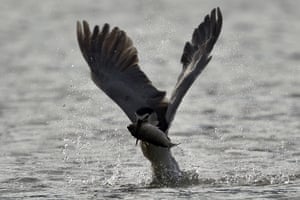 A black-crowned night-heron catches a fish from lake Wantan in New Taipei city, Taiwan