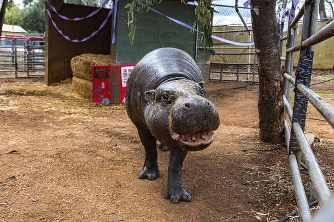 World’s oldest known pygmy hippo turns 52: ‘Anyone who meets her falls in love’ World’s oldest known pygmy hippo turns 52: ‘Anyone who meets her falls in love’