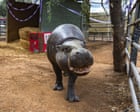 Hannah Shirley, l'ippopotamo pigmeo più anziano, compie 52 anni al San Diego Zoo