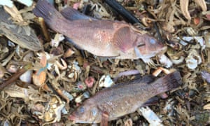 The casualties are mostly invertebrates though some fish were also found