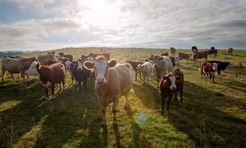 Group of inquisitive Simmental and Hereford cows in a field on the island of Møn, Denmark.