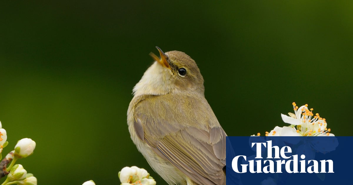 Thanks to Britain’s mild winters, chiffchaffs are staying put | UK news Thanks to Britain’s mild winters, chiffchaffs are staying put | UK news