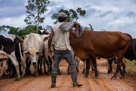 A man in wellington boots stands on a red dirt road in front of a herd of cattle.