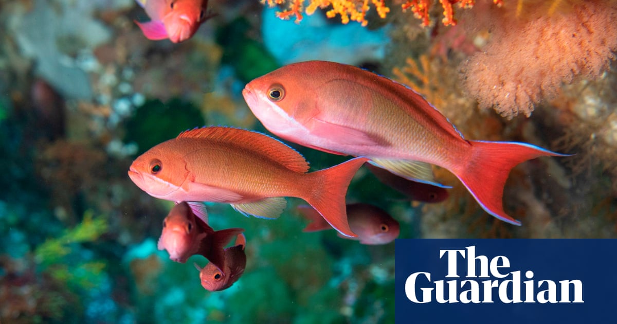 the week in wildlife in pictures environment the guardian