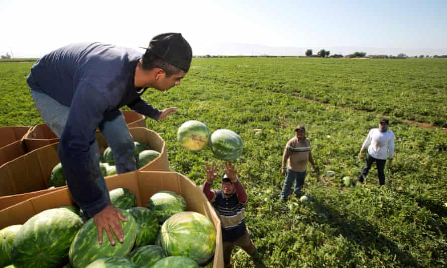 Workers pick watermelons in California.