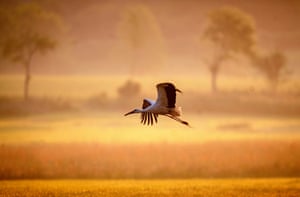 Uma cegonha sobrevoa um prado na região de Taunus, perto de Frankfurt, Alemanha
