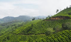Sea of tea, Munnar