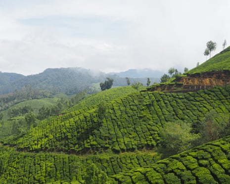 Sea of tea, Munnar