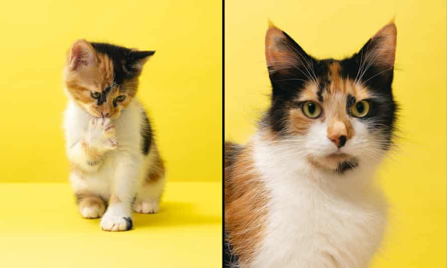 Just purrfect… a kitten and a cat.