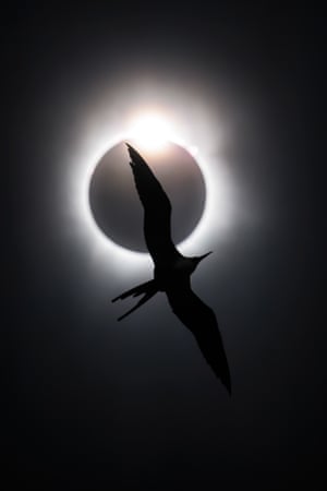 Birds in Flight.Bird Photographer of the year 2025. The Frigatebird and the Diamond Ring. ‘After well over a year of planning my dream of capturing a bird in front of a total solar eclipse finally came true. Totality was due to last almost 4.5 minutes, and I had enlisted the help of a boat to position myself near some islets off Mazatlán that were frequented by seabirds. As the moon uncovered the sun’s edge at the end of totality, I captured this Magnificent Frigatebird in front of the spectacular eclipse phase known as the ‘diamond ring’, a moment that lasts just seconds.’