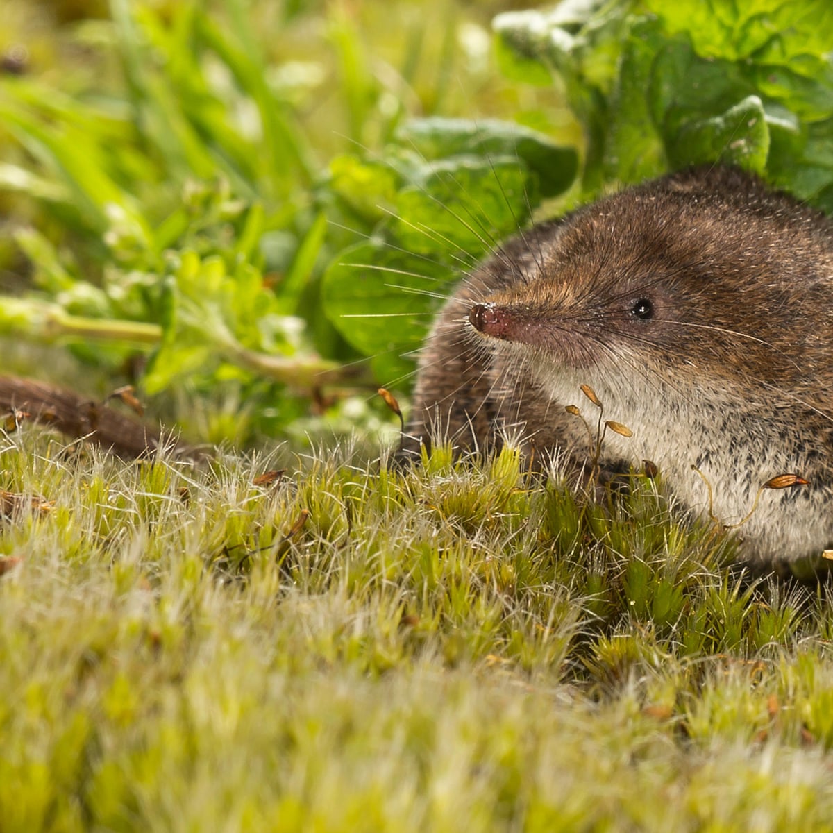 Ever heard a shrew warble? Secret sounds of small mammals revealed |  Mammals | The Guardian