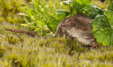 A pygmy shrew foraging in vegetation