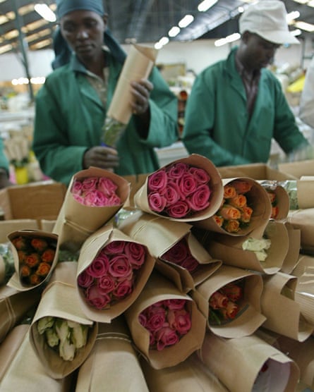 Kenya’s rose trade is booming and some farms have recently acquired Fairtrade certification.