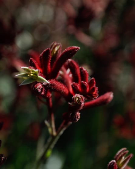 Plant in Botanic Gardens