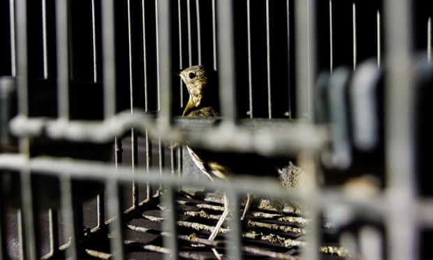 POLL: Should the EU enforce the ban on the trapping of songbirds? A song thrush that was caught by poachers in Brescia and used to lure other birds. Photograph: WWF Italy