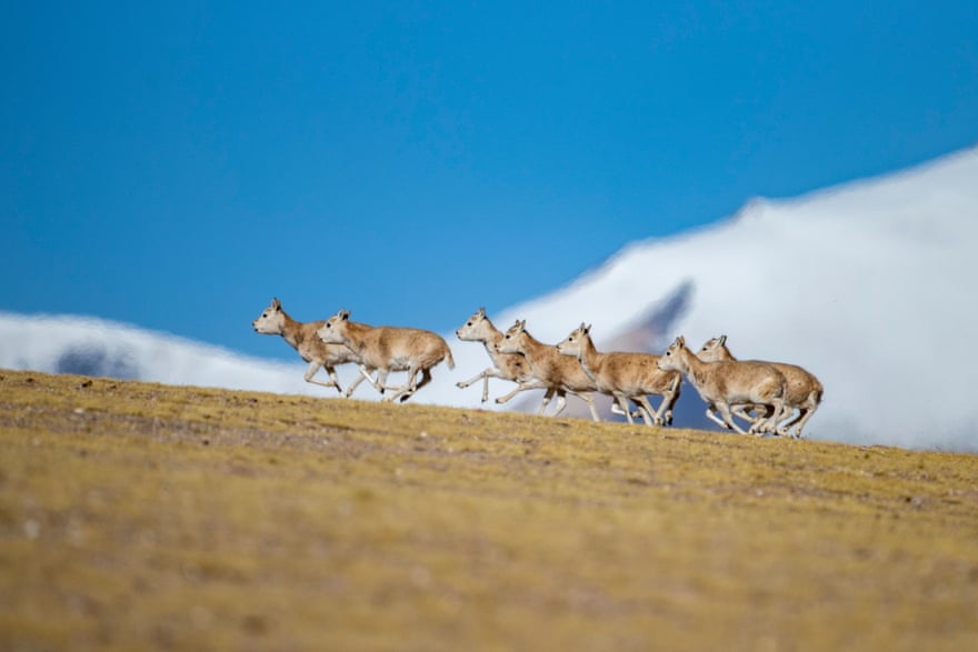 Flock of female Tibetan antelopes